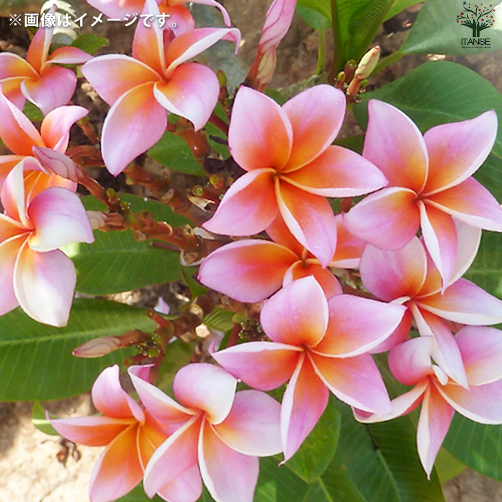 プルメリア　マルディグラ　接ぎ木苗 マルディグラ プルメリア 接ぎ木苗