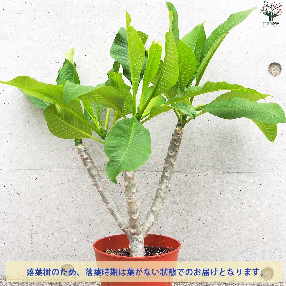 プルメリア苗木 品種：ミスティーク【花苗 5号鉢／1個売り