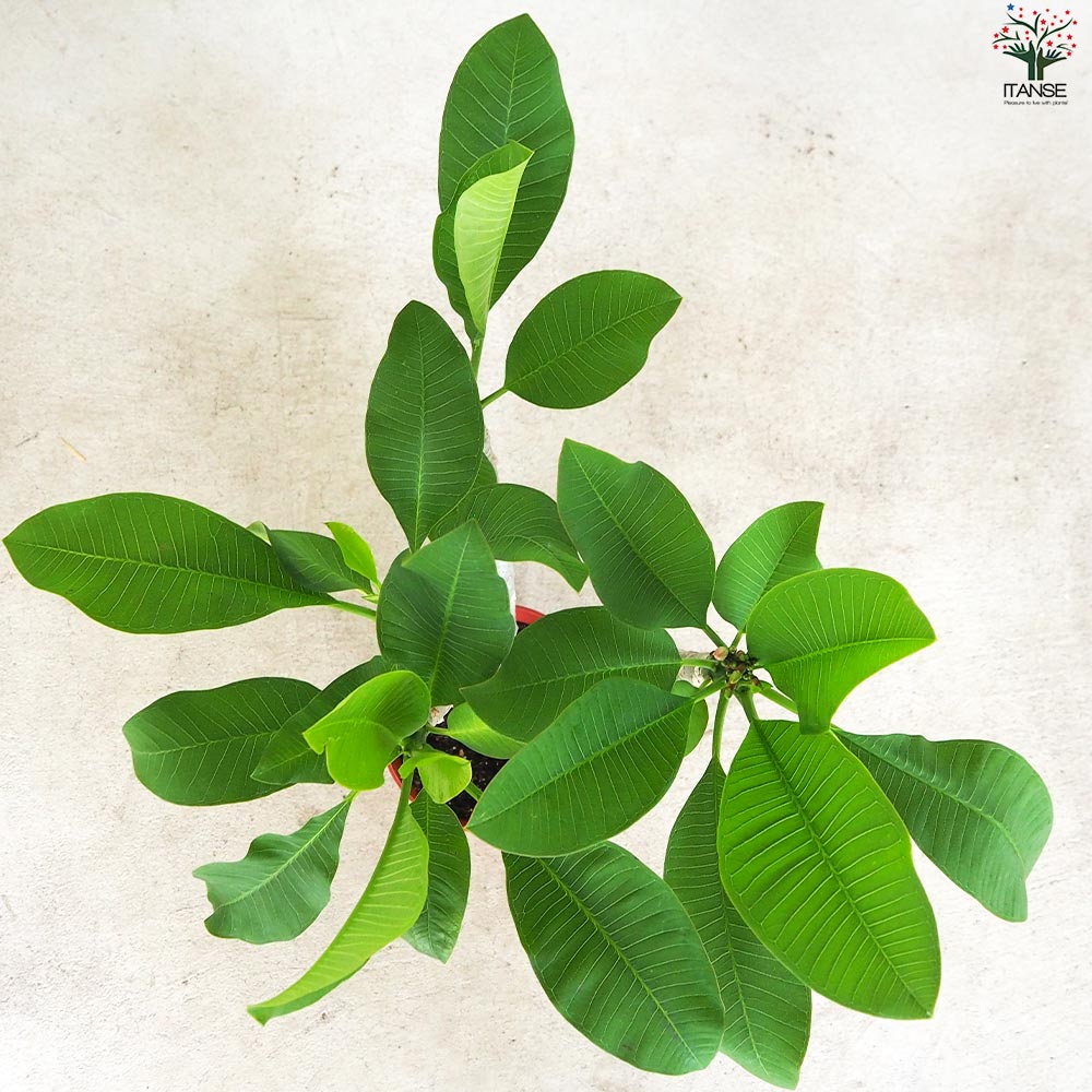 プルメリア苗木 品種：ミスティーク【花苗 5号鉢／1個売り