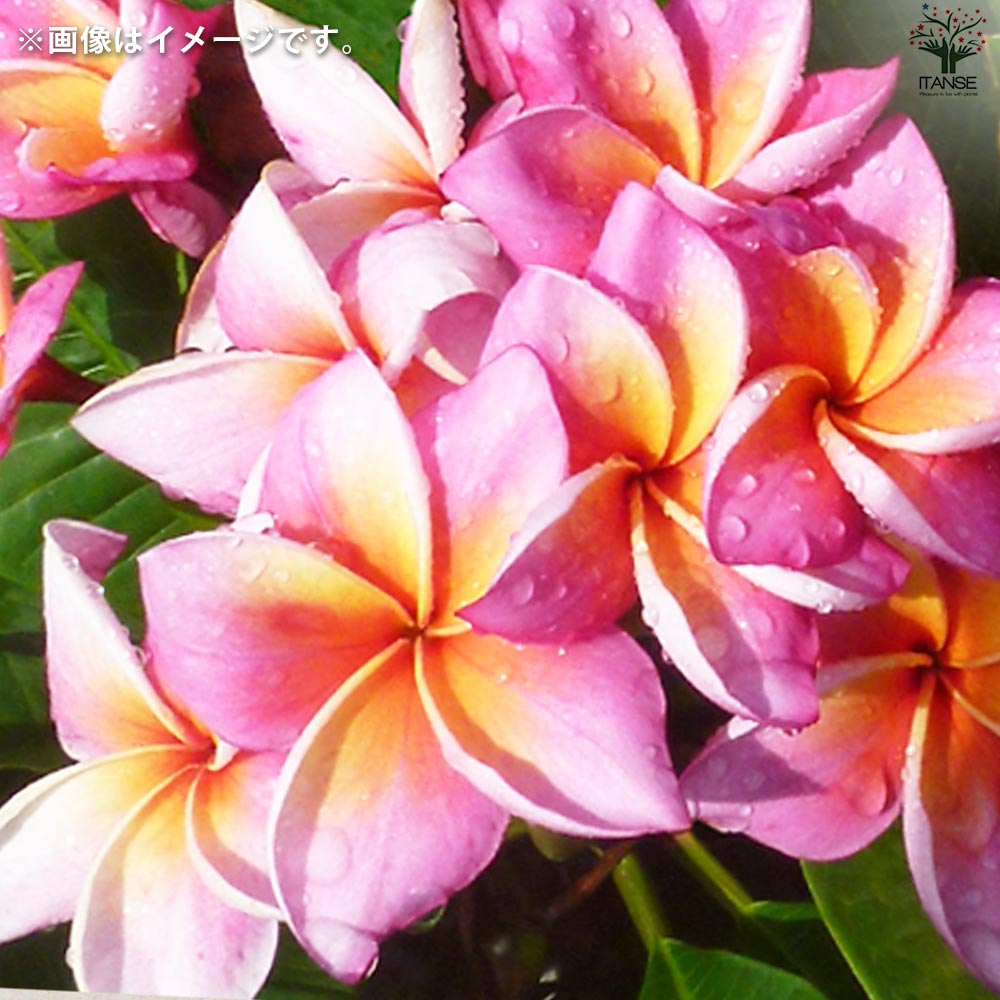 プルメリア苗木 品種：ミスティーク【花苗 5号鉢／1個売り】｜ 【植物