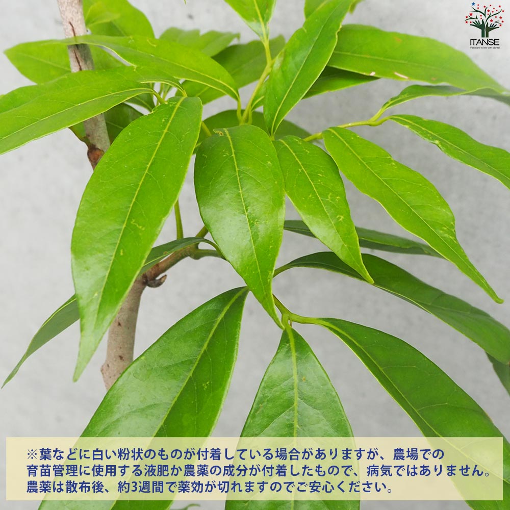 ライチ すずなり黒葉ライチ【果樹の苗木 21cmポット／1個売り