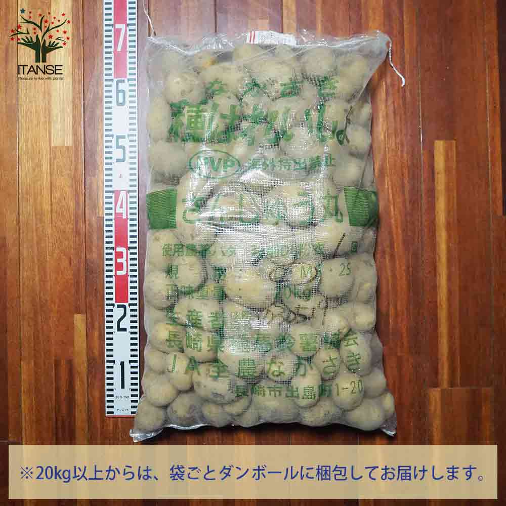 秋植えじゃがいもの種芋 品種：さんじゅう丸 20kg(充填時)【野菜の苗 ／1個売り】