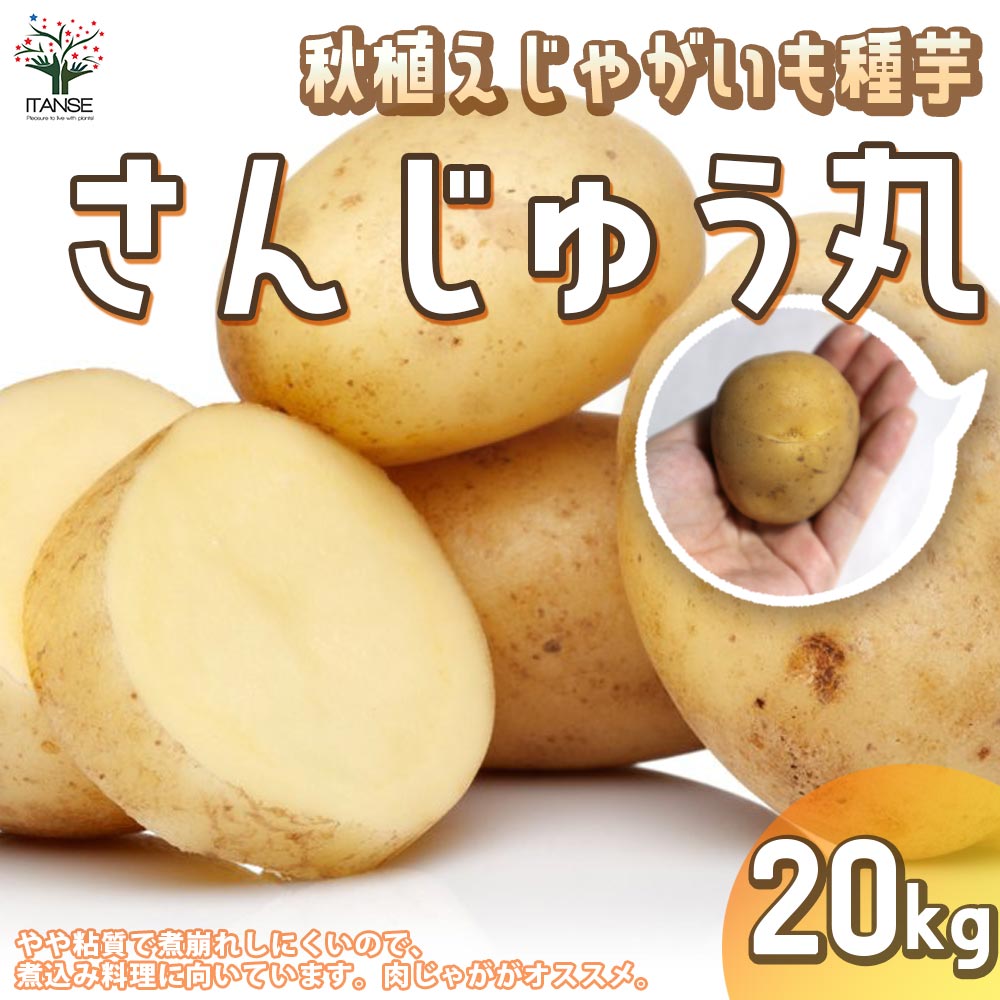 秋植えじゃがいもの種芋 品種：さんじゅう丸 20kg(充填時)【野菜の苗 ／1個売り】