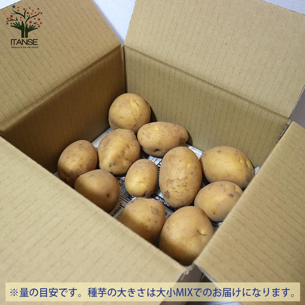 秋植えじゃがいもの種芋 品種：さんじゅう丸 20kg(充填時)【野菜の苗 ／1個売り】