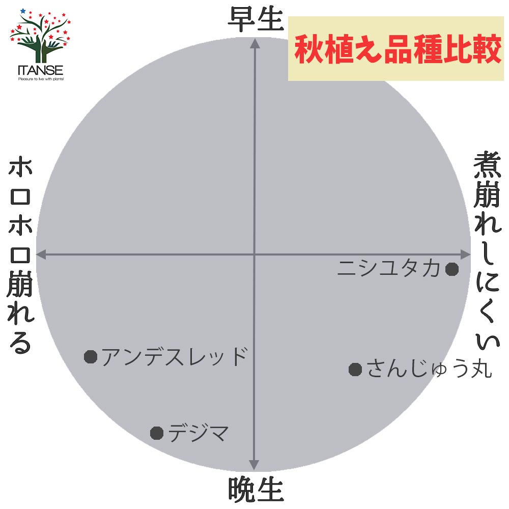 秋植えじゃがいもの種芋 品種：さんじゅう丸 20kg(充填時)【野菜の苗 ／1個売り】