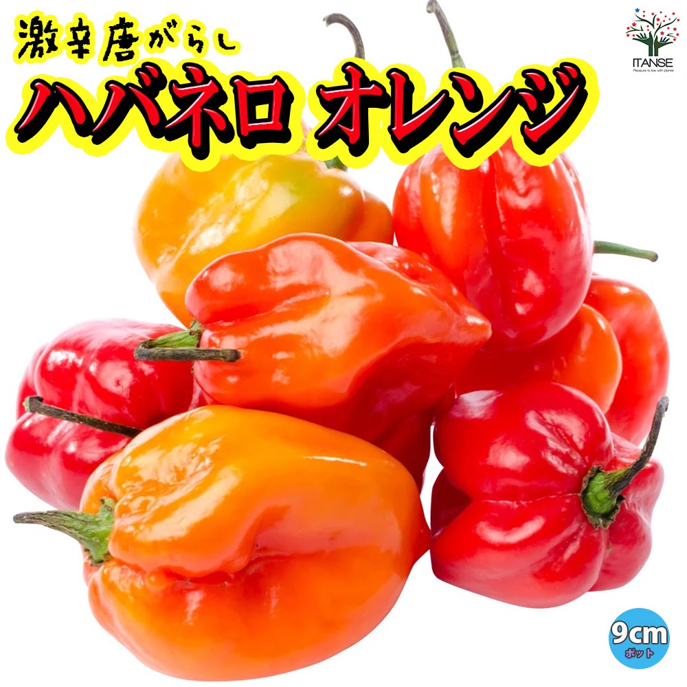ハバネロ オレンジ 激辛とうがらし苗2個～【9cmポット自根苗】