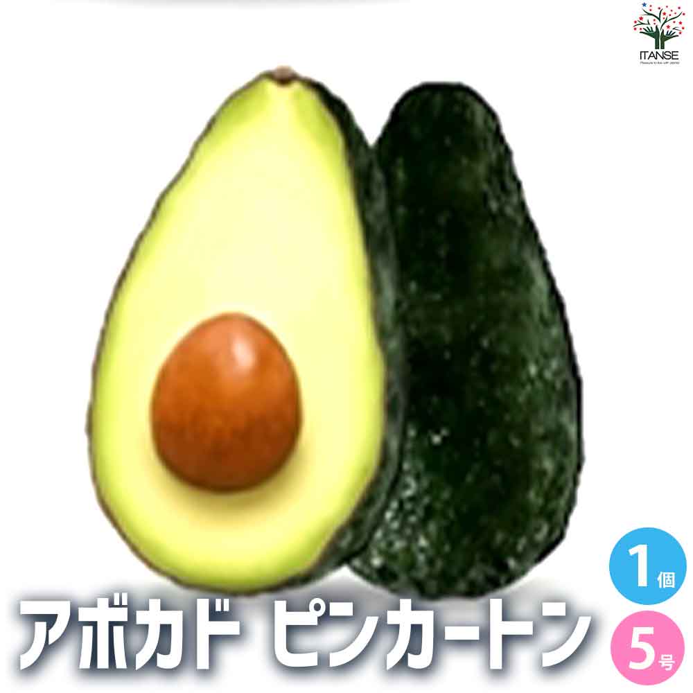 アボカド ピンカートン 【果樹の苗木 5号ポット／1個売り