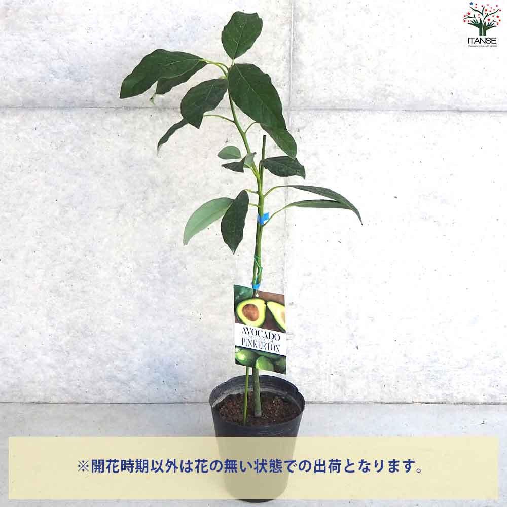 アボカド ピンカートン 果樹苗 【4～5号／1個売り】｜ 【植物の