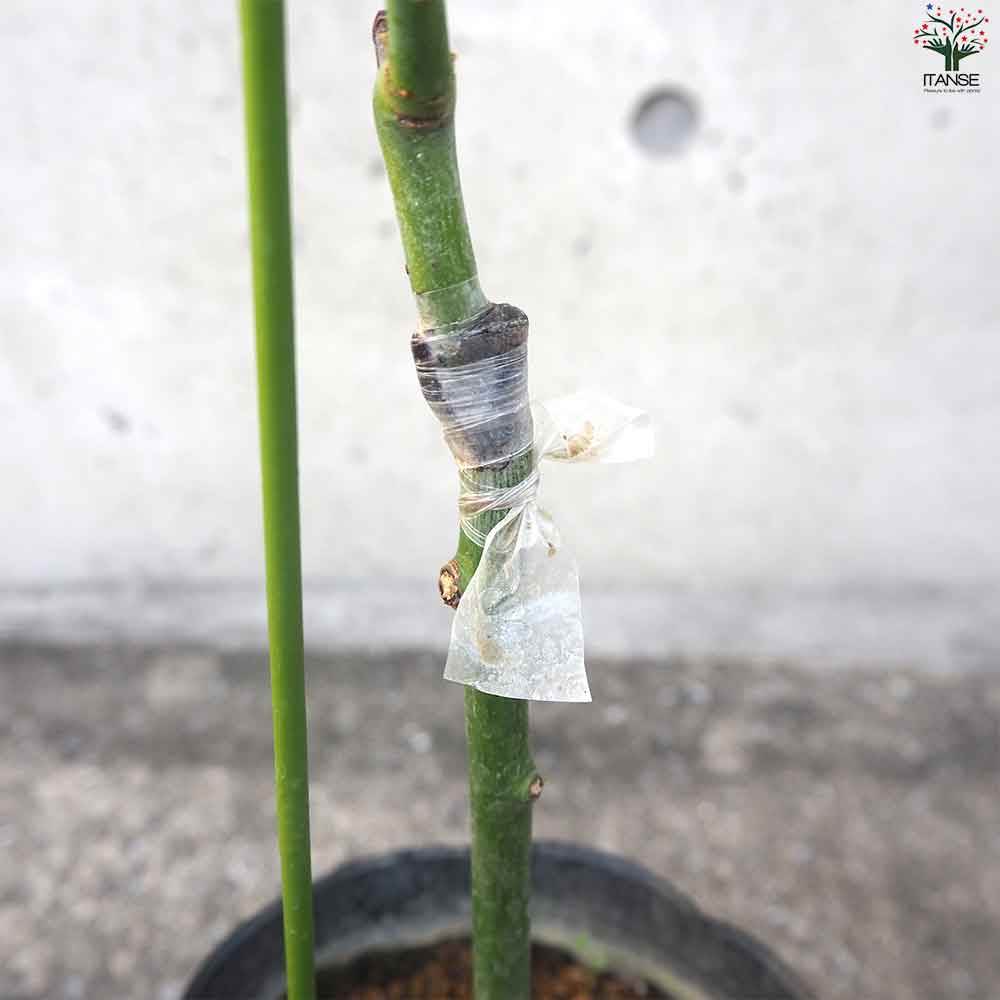 アボカド ピンカートン 【果樹の苗木 5号ポット／1個売り】｜ 【植物の