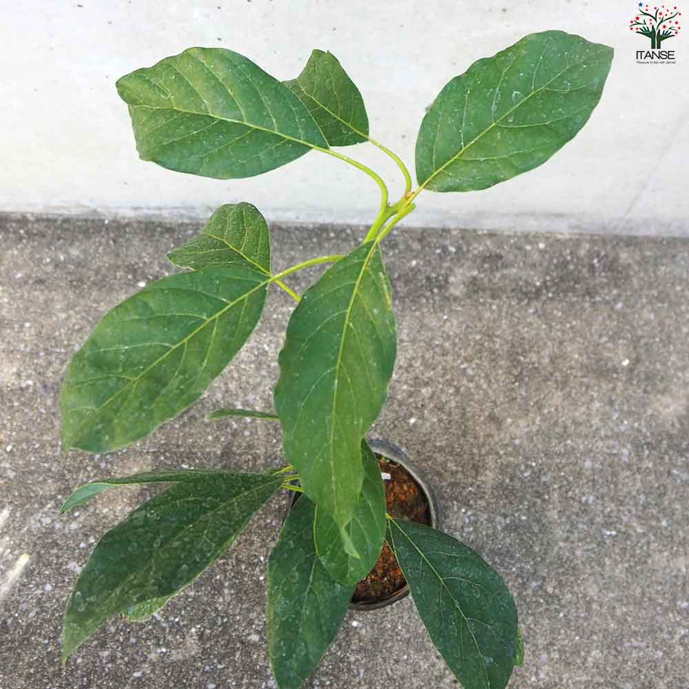 アボカド ピンカートン 【果樹の苗木 5号ポット／1個売り】｜ 【植物の