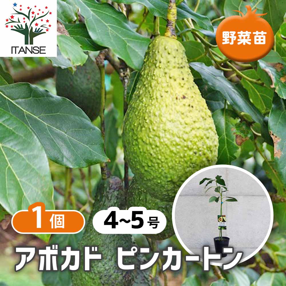 アボカド ピンカートン 果樹苗 【4～5号／1個売り】｜ 【植物の