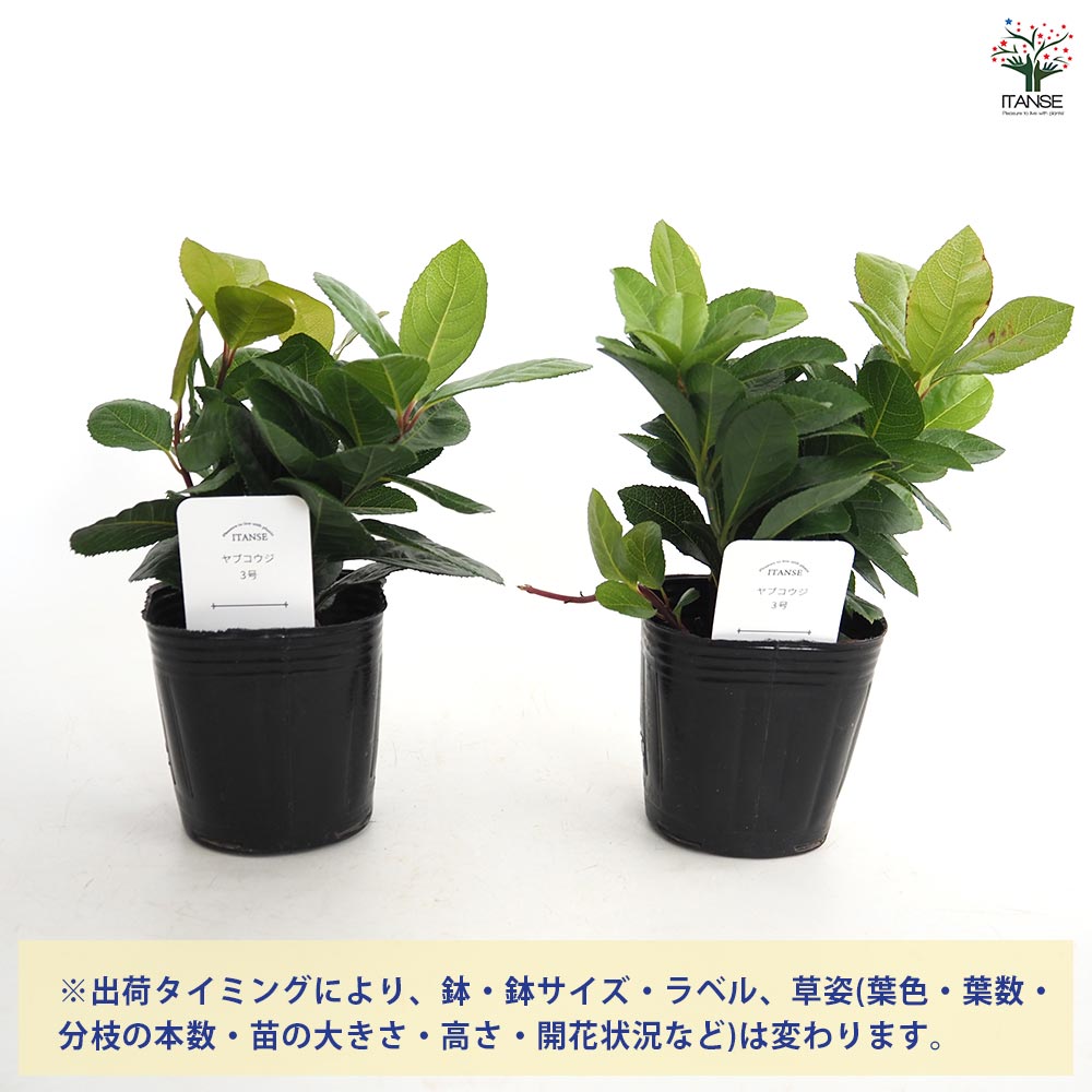 闇の森 葉挿し 3枚セット CDJapan : 