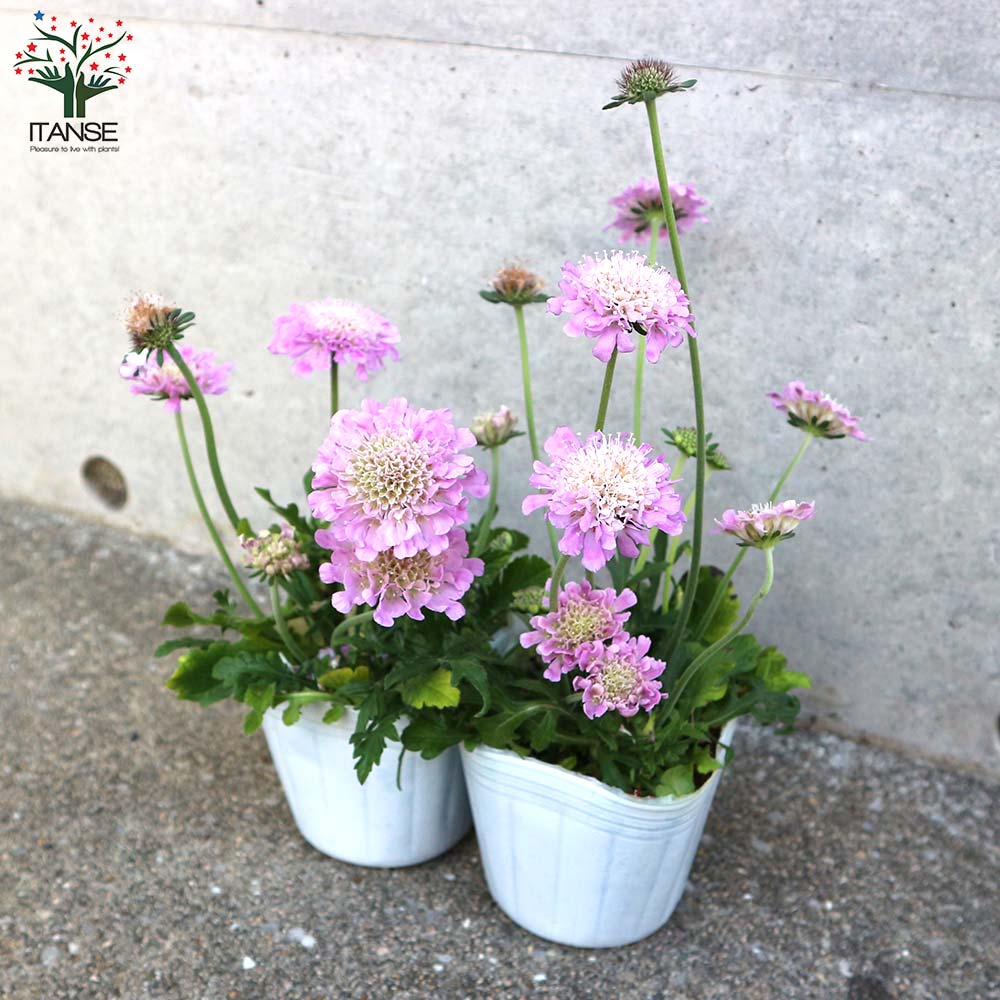 すかびおさ スカビオサ ブルーバタフライ | グリーンギャラリーガーデンズ