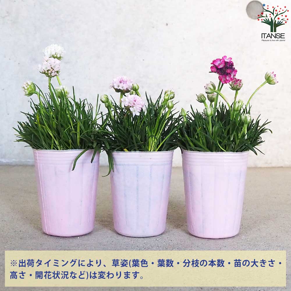 アルメリア アルマダ 色ミックス見計らい2個～【花苗 2.5号ロング