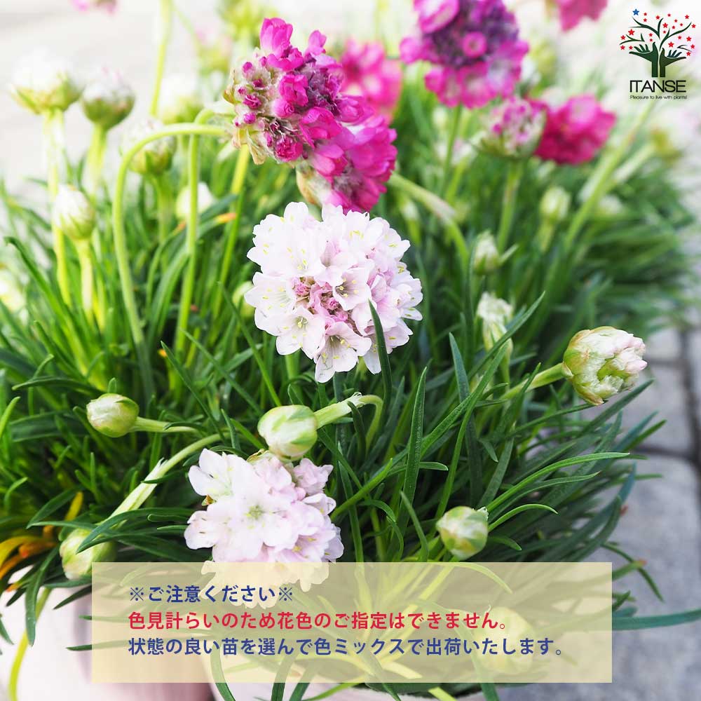 アルメリア アルマダ 色ミックス見計らい2個～【花苗 2.5号ロング
