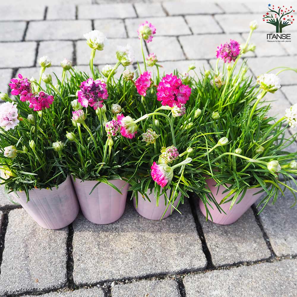 アルメリア アルマダ 色ミックス見計らい2個～【花苗 2.5号ロング