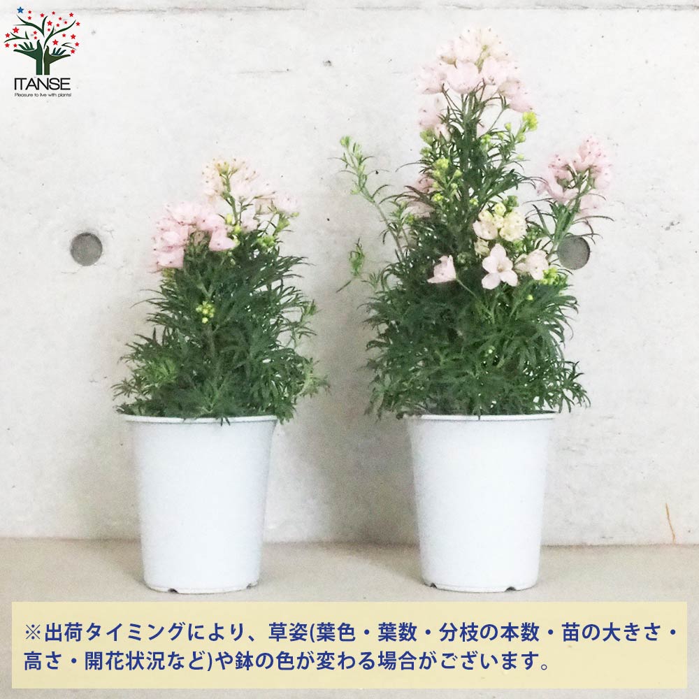 デルフィニウム さくらひめ【花苗 4号ポット】｜ 【植物のITANSE