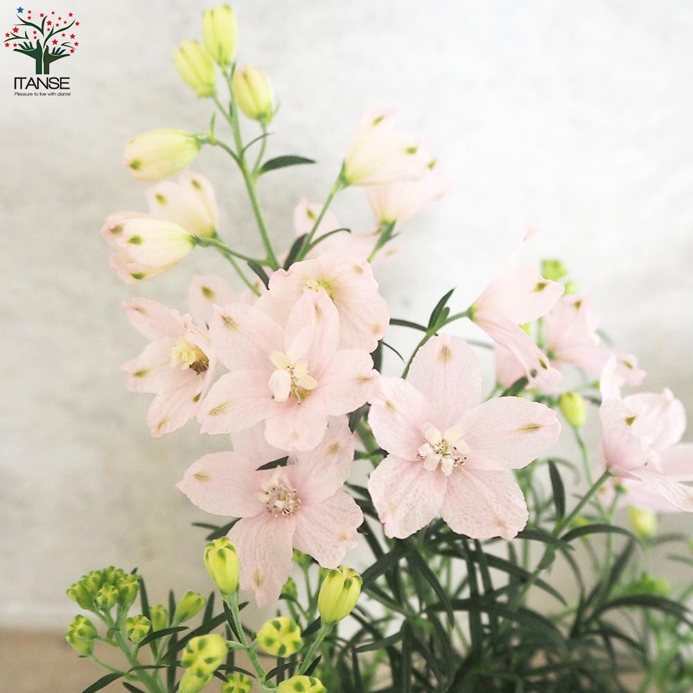 デルフィニウム さくらひめ【花苗 4号ポット】｜ 【植物のITANSE