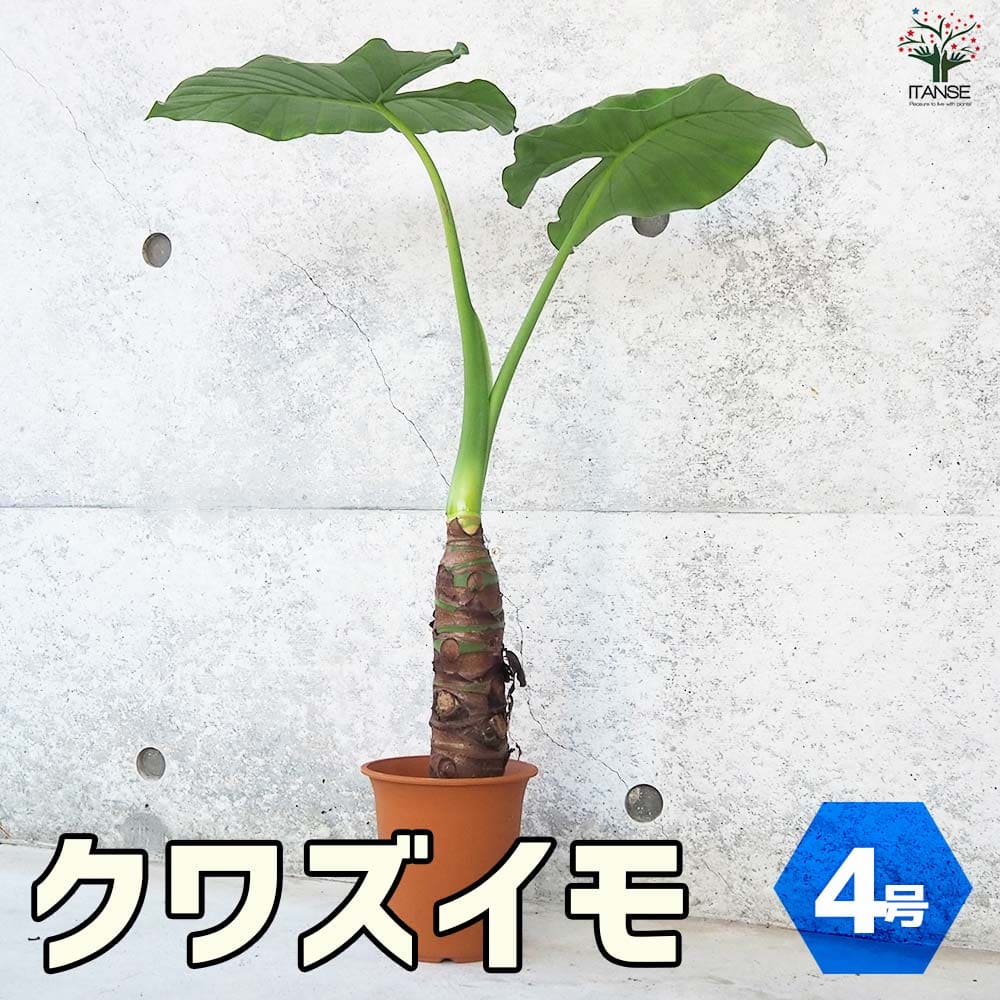 クワズイモ【観葉植物 4号ポット】｜ 【植物のITANSE】全品送料