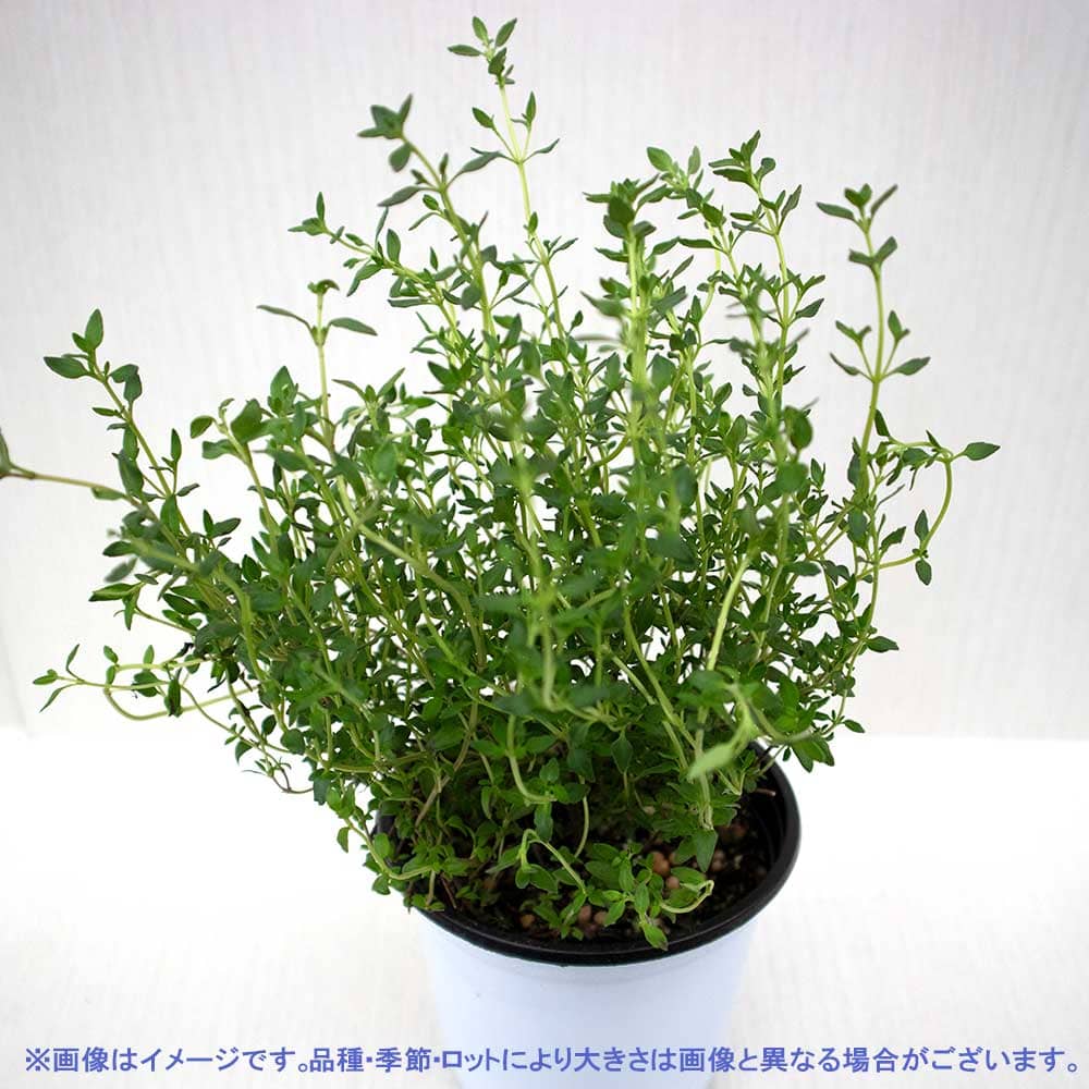 フレンチサマータイム 10.5cm2個～【おうちで簡単！育てやすい10.5cmポットハーブ苗シリーズ！】