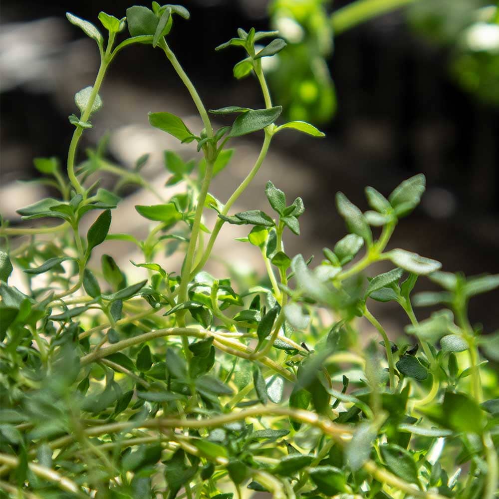 フレンチサマータイム 10.5cm2個～【おうちで簡単！育てやすい10.5cmポットハーブ苗シリーズ！】