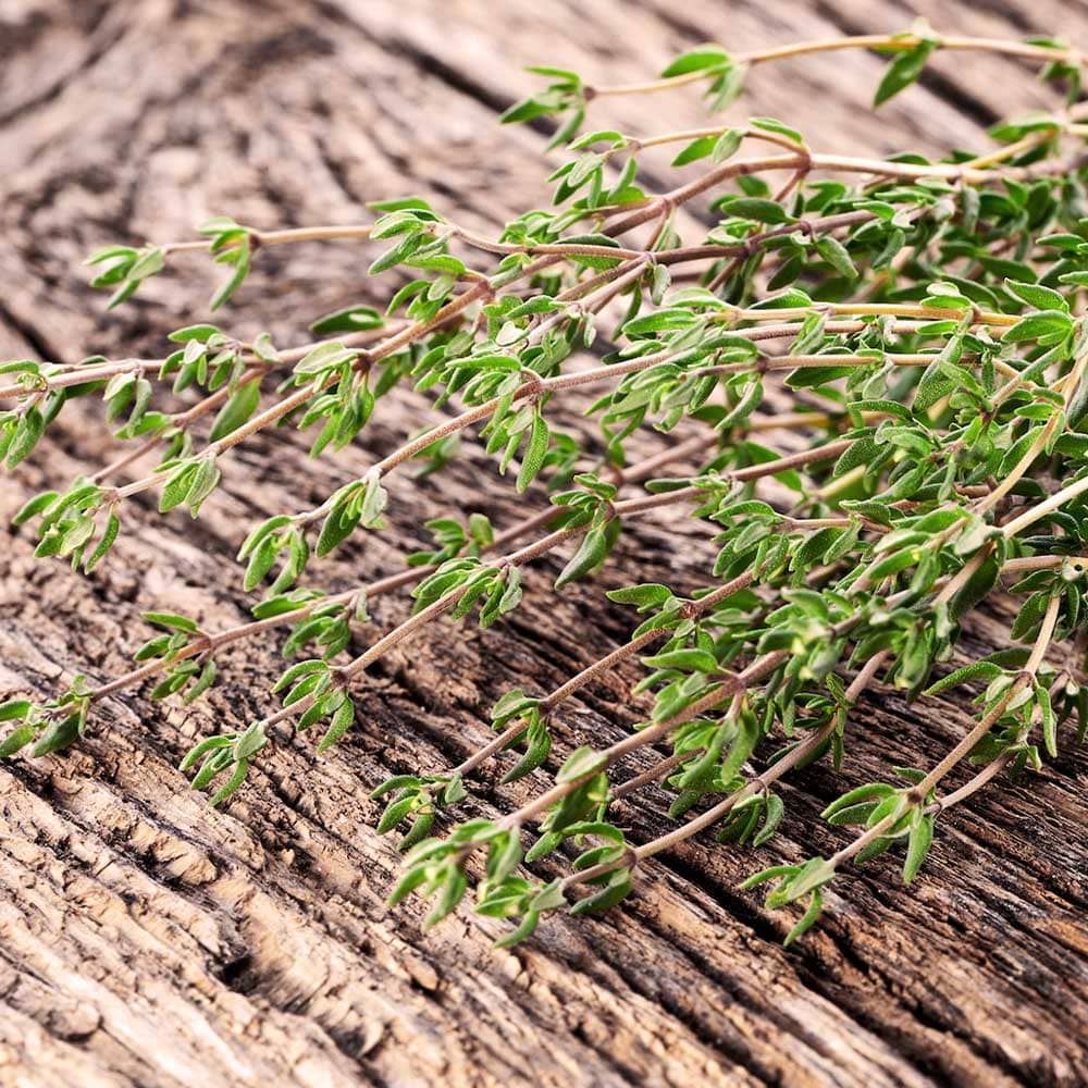 フレンチサマータイム 10.5cm2個～【おうちで簡単！育てやすい10.5cm