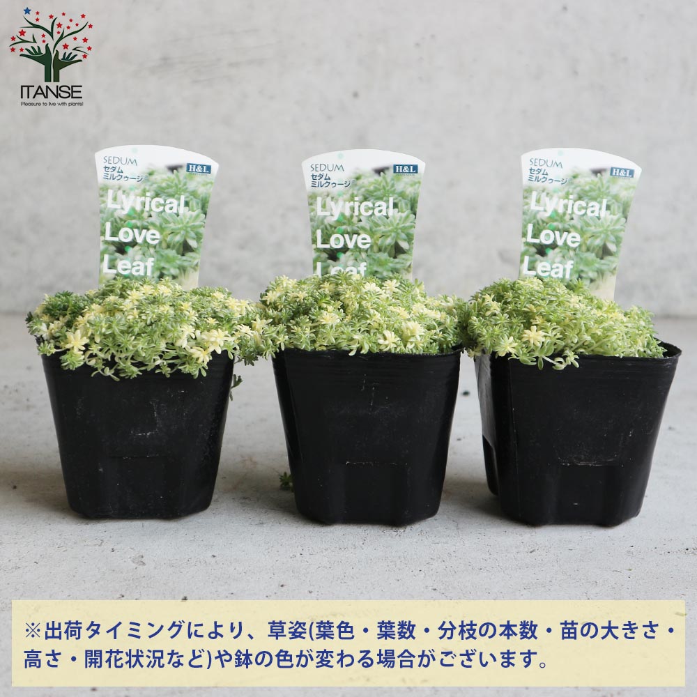 多肉植物 斑入りセダム ミルクゥージ　正規品ラベル付　抜き苗 セダム：ミルクゥージ3号ポット 2株セット の通販 | 園芸ネット