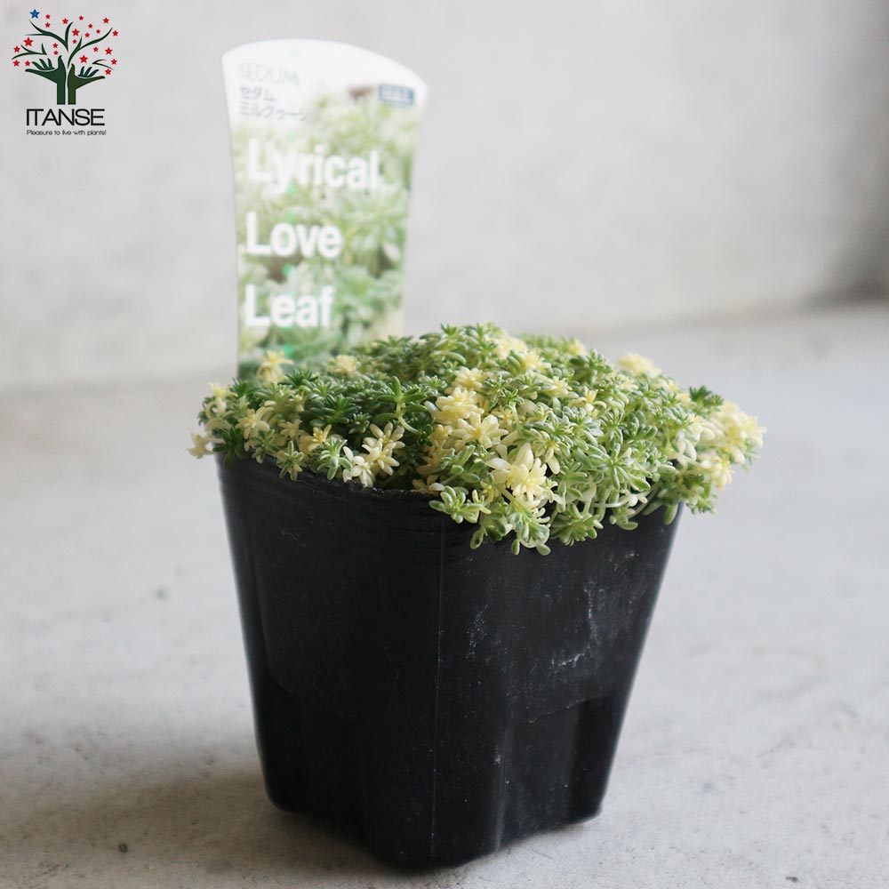 多肉植物 斑入りセダム ミルクゥージ　正規品ラベル付　抜き苗