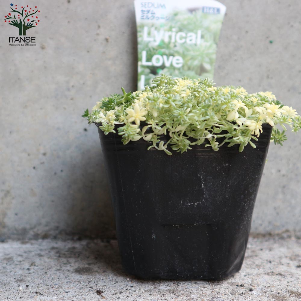セダム・ミルクゥージ【花苗 3号ポット苗 グランドカバー苗
