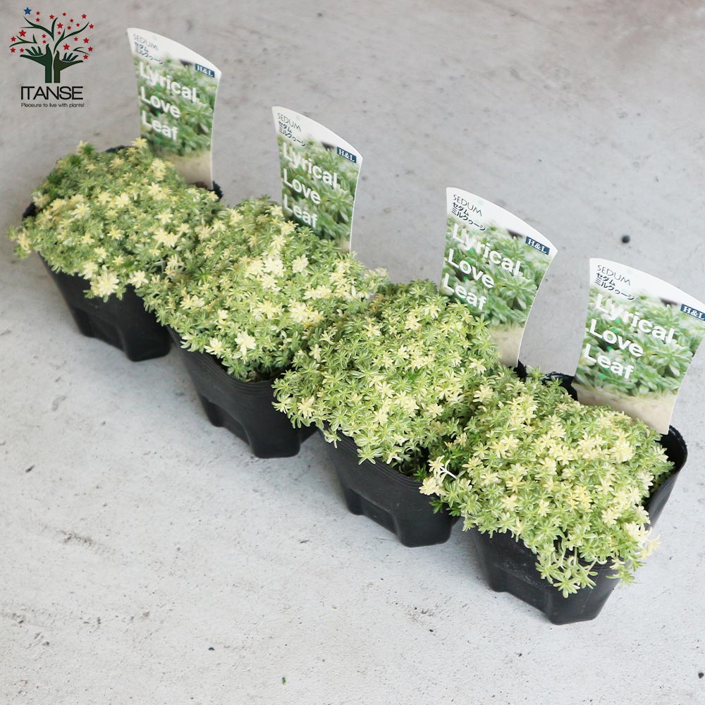 多肉植物 斑入りセダム ミルクゥージ　正規品ラベル付　抜き苗 日本花キ流通 多肉植物 seセダム ミルクゥージ セダム 9cmポット