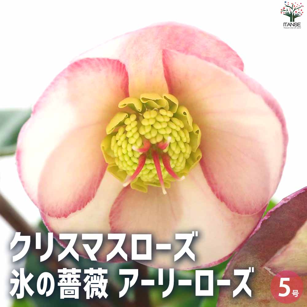 クリスマスローズ 氷の薔薇アーリーローズ 【花苗 5号ポット／1個売り】