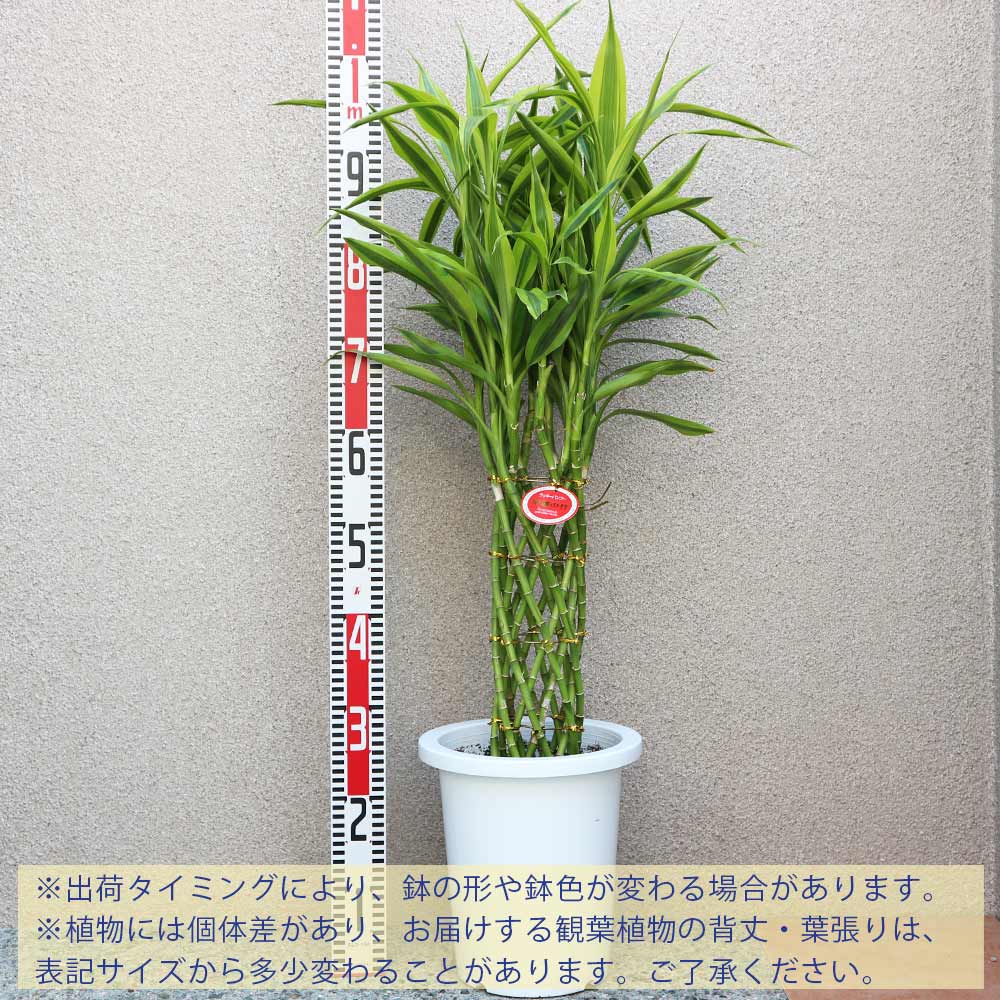 サンデリアーナ・ゴールド【中型 観葉植物 7号鉢／1個】｜ 【植物の