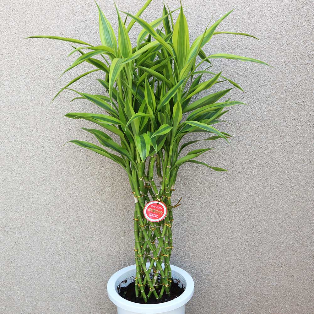 サンデリアーナ・ゴールド【中型 観葉植物 7号鉢／1個】｜ 【植物の