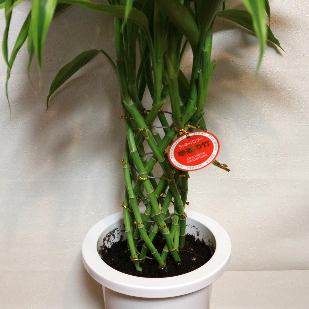 Itanse良品ｾﾚｸﾄ通販