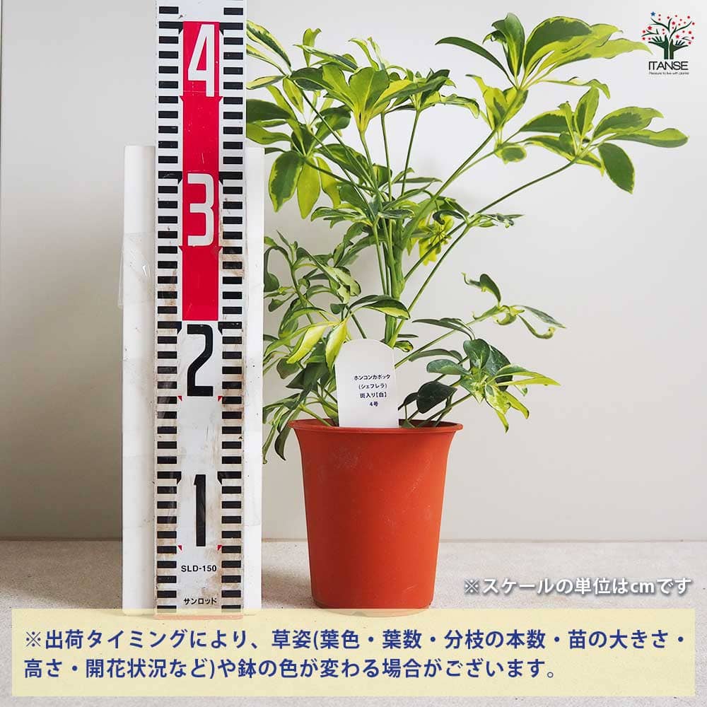 ホンコンカポック(シェフレラ) 斑入り【白】 【観葉植物 4号鉢】