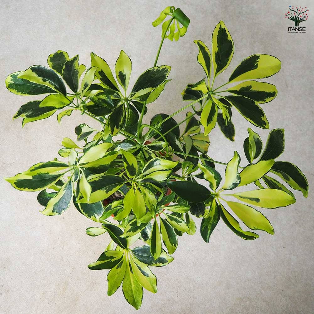 ホンコンカポック(シェフレラ) 斑入り【白】 【観葉植物 4号鉢】