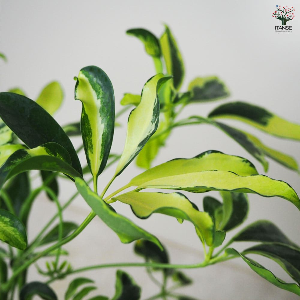 ホンコンカポック(シェフレラ) 斑入り【白】 【観葉植物 4号鉢】