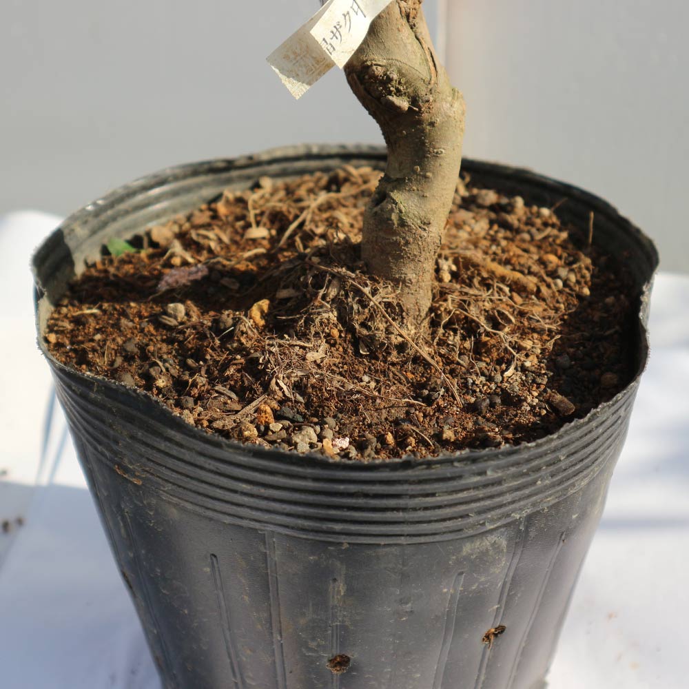 ザクロの苗木 水晶【果樹苗／15cmポット接木苗／1個】｜ 【植物の