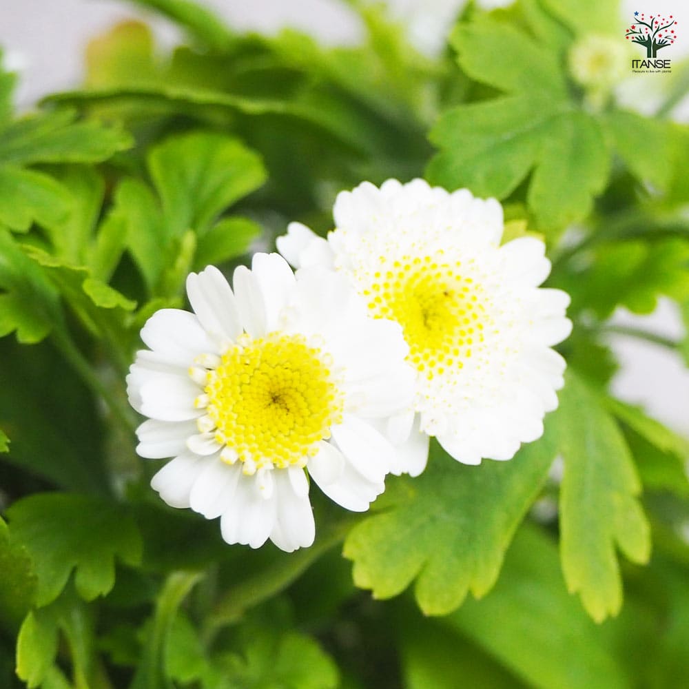 マトリカリア 【花苗 3号ポット】｜ 【植物のITANSE】全品送料