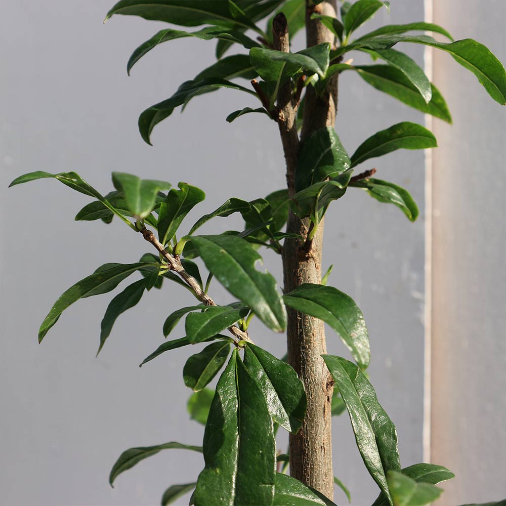 ザクロの苗木 水晶【果樹苗／15cmポット接木苗／1個】｜ 【植物の
