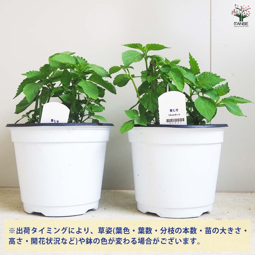 しその苗 青じそ 【野菜の苗 18cmポット】｜ 【植物のITANSE