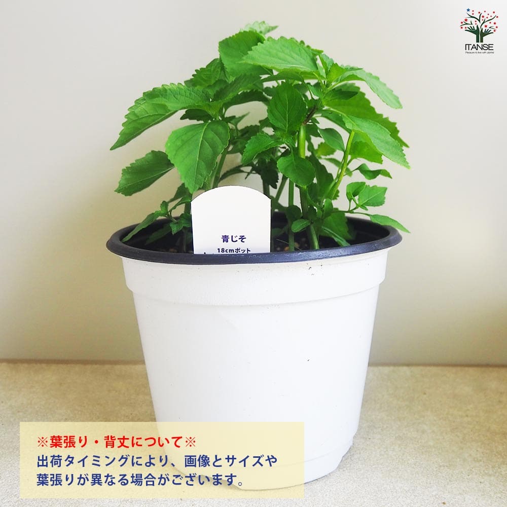 しその苗 青じそ 【野菜の苗 18cmポット】｜ 【植物のITANSE