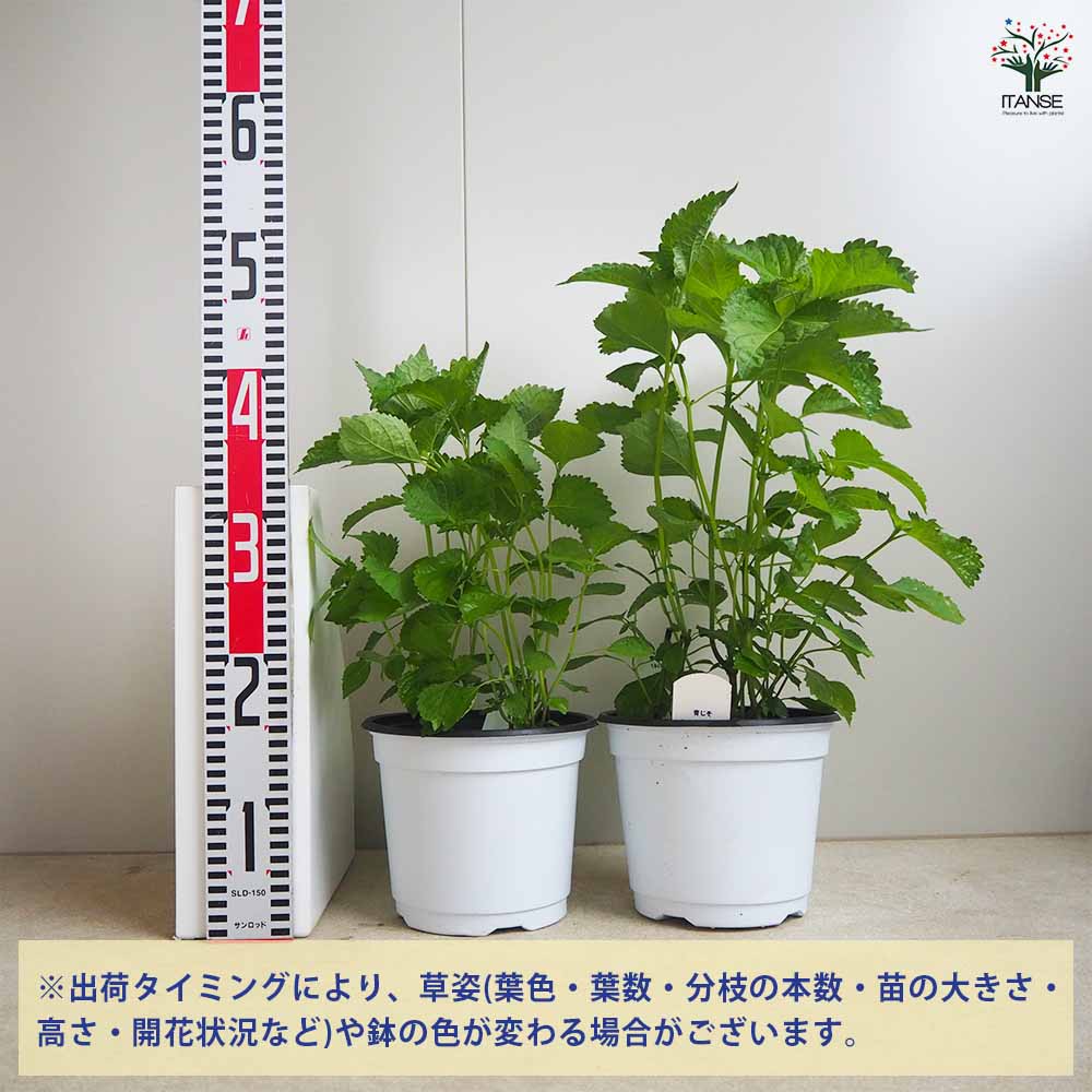 しその苗 青じそ 【野菜の苗 18cmポット】｜ 【植物のITANSE
