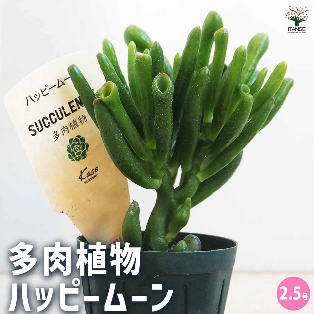 多肉植物 ハッピームーン 【多肉植物 2.5号鉢／1個売り】｜ 【植物の