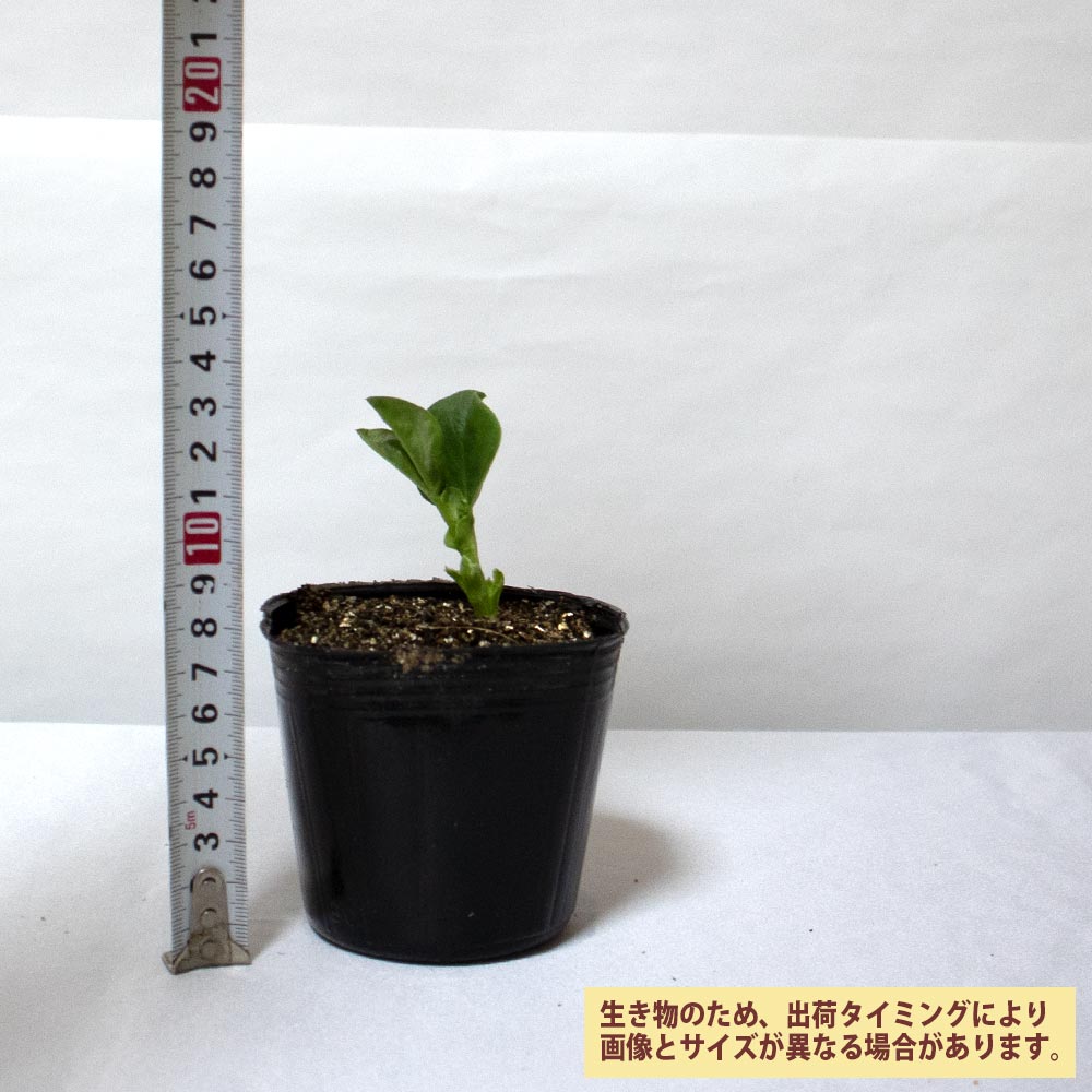 サラダそら豆【野菜苗 9cmポット／3個セット】