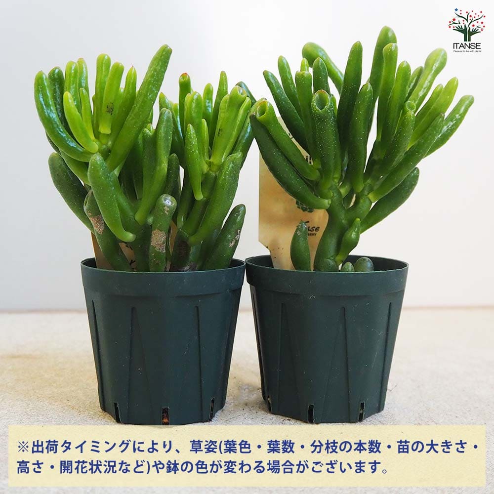 多肉植物 ハッピームーン 【多肉植物 2.5号鉢／1個売り】｜ 【植物の