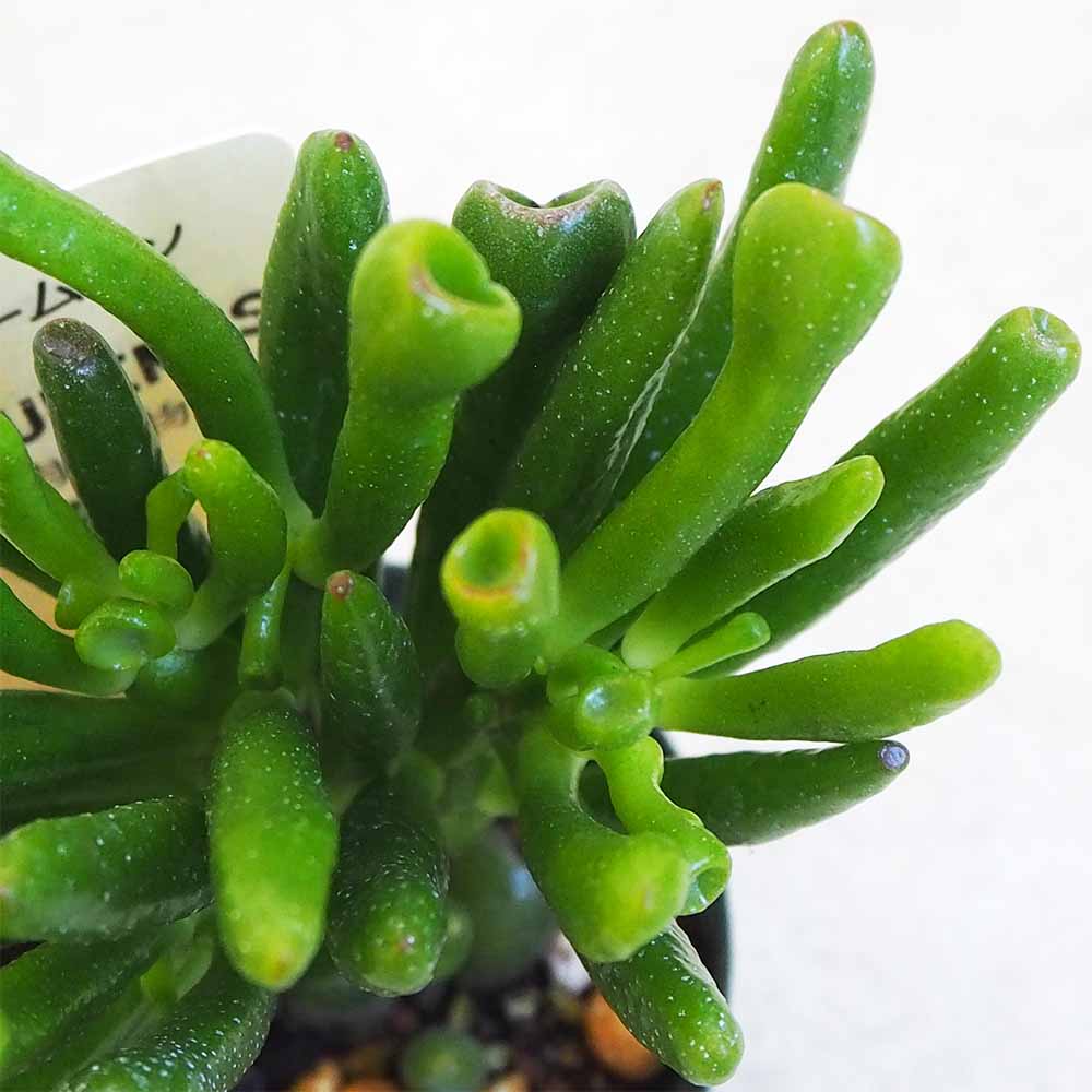 多肉植物 ハッピームーン 【多肉植物 2.5号鉢／1個売り】｜ 【植物の