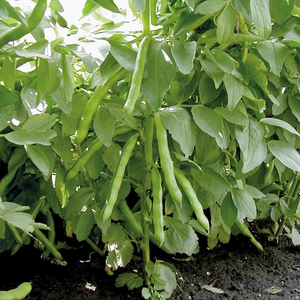 サラダそら豆【野菜苗 9cmポット／3個セット】