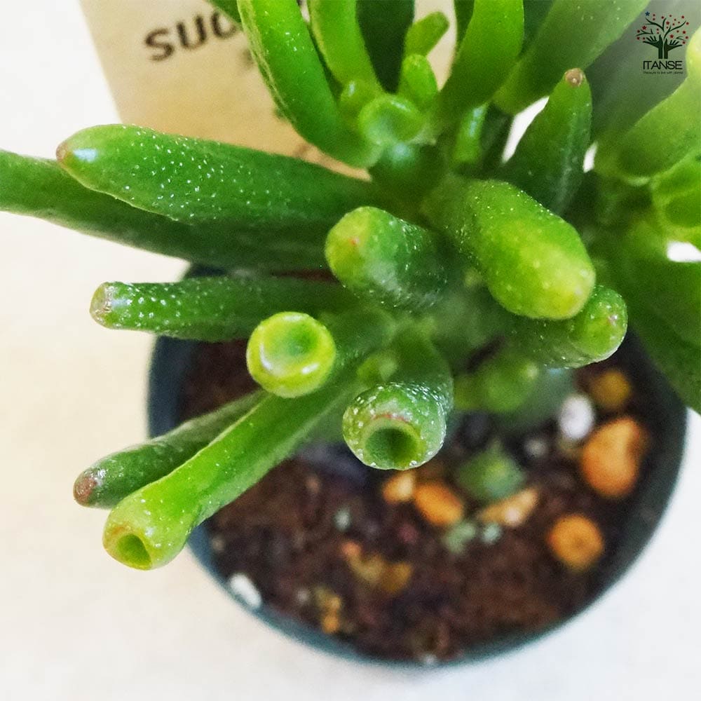 多肉植物 ハッピームーン 【多肉植物 2.5号鉢／1個売り】｜ 【植物の