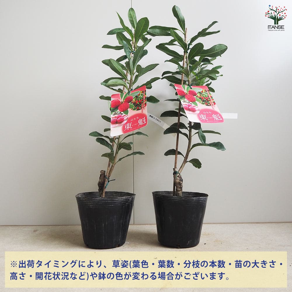 山もも 東魁 【果樹の苗木 4.5号／1個売り】｜ 【植物のITANSE